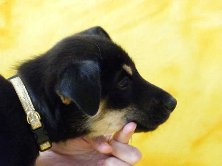 chinook puppy